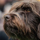Mini World Dog Show Picture