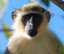 Barbados green monkey