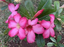 Young mandevilla vine just getting started