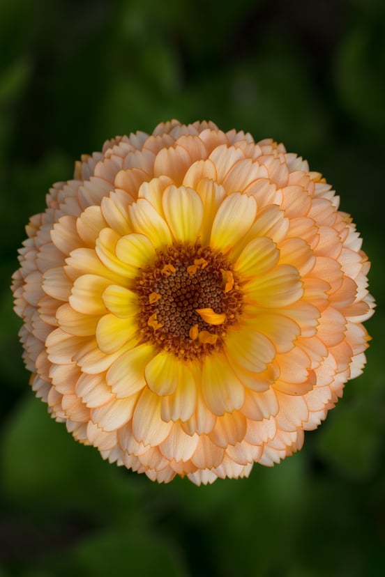 Beautiful Dahlia at Dr. Neil's Garden